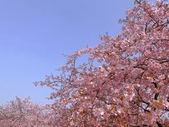 -上海辰山植物园