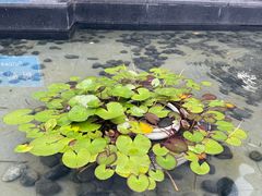 -扬州中集格兰云天大酒店