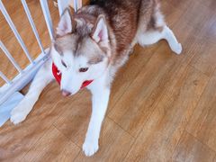 -Husky Go! 哈士奇体验馆·宠物咖啡厅狗咖