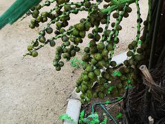 -呀路古热带植物园