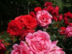 -郑州中国绿化博览园