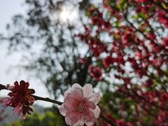-桃花涧