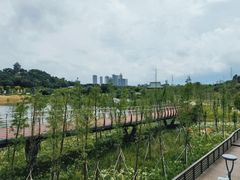 -王借岗森林公园