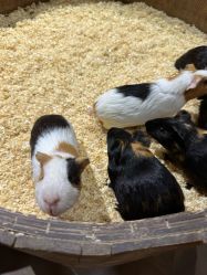 -Zoolung Zoolung动物主题公园(海信广场店)