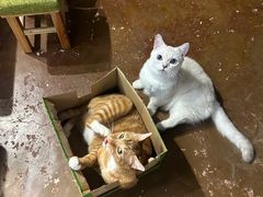 -猫猫幼稚园·撸猫·桌游·电玩
