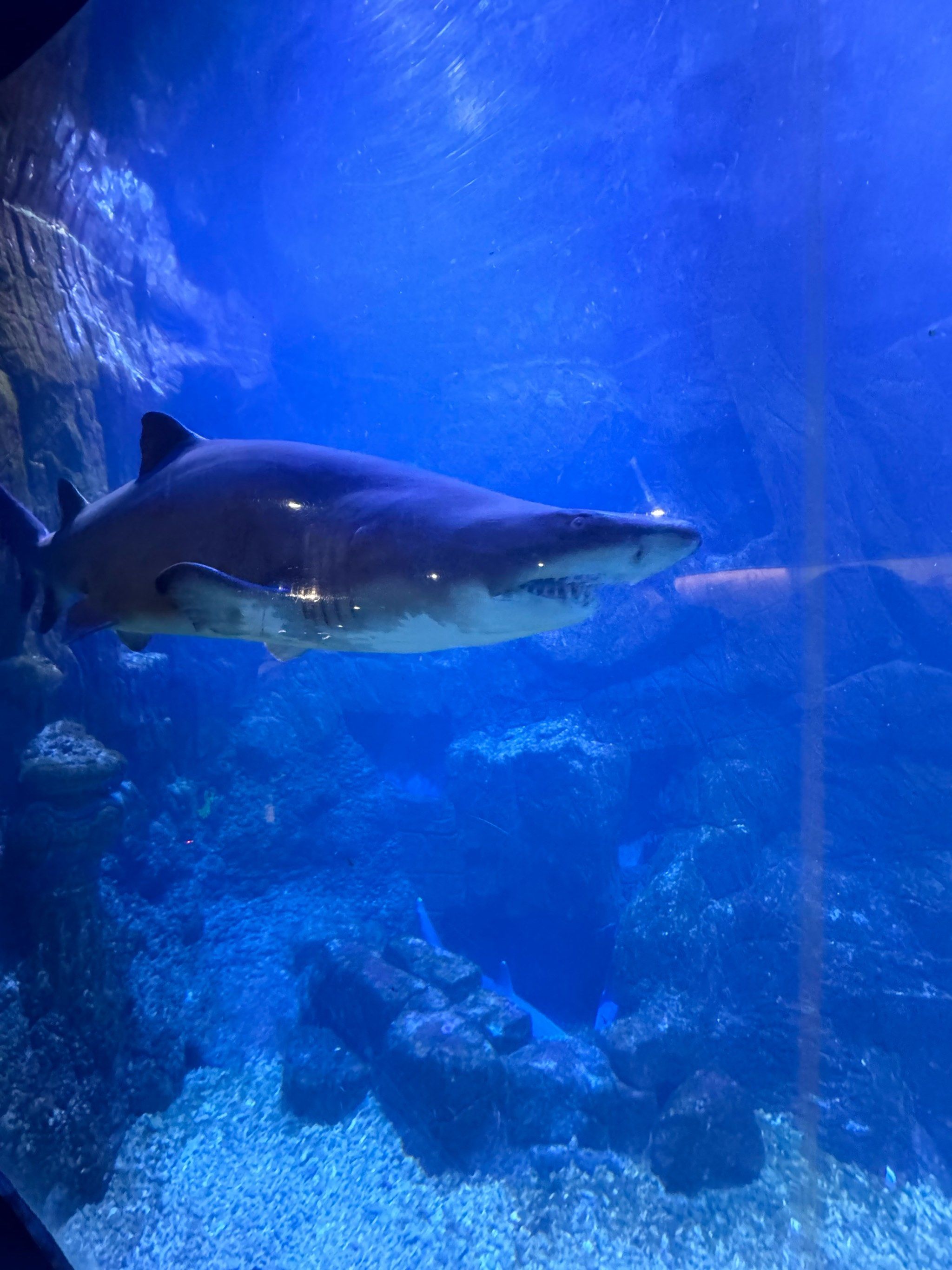 鲨鱼鲨鱼几点了