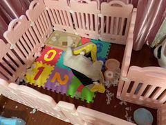 -翊宠yipet猫狗购宠庄园犬舍•猫舍