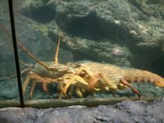 -凯莉-塔尔敦海洋生物水族馆