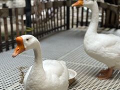 -优之名鹅城