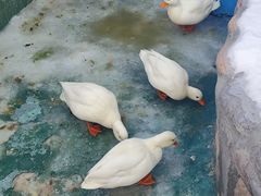 -栾川竹海野生动物园