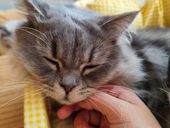 -Let's go狗咖·猫咖·奶狗·桌游(春熙路IFS店)