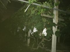 -马陆小张葡萄园农家乐