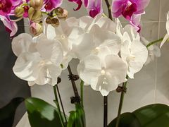 -绿茶餐厅(华贸购物中心店)