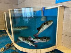 -天正河鲀·河豚亭(大连店)