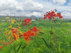 -光明小镇欢乐田园