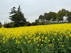 -广富林郊野公园