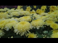 -上海市龙华烈士陵园