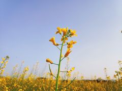 -光明小镇欢乐田园