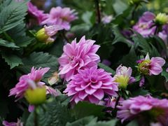 -深圳市中科院仙湖植物园