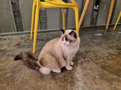 -喵屿·大理花园猫咖