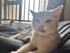 -艾吉宠物医院·疑难杂症转诊中心·猫友好(碧江路院)