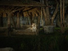 -清迈夜间动物园