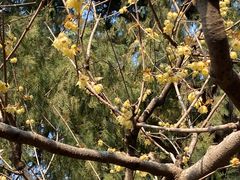 -国家植物园南园