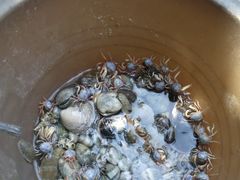 -红树林天天赶海