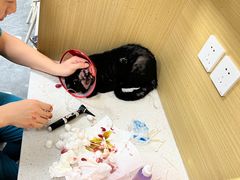 -美联众合动物医院·24h转诊中心