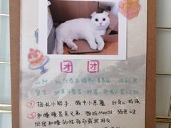 -MOYOYO猫咪咖啡店