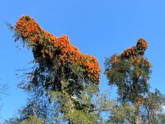 -海南热带野生动植物园