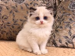 -Bastet sally猫舍购宠(静安店)