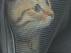-博特宠物医院24h犬猫全科.骨科·异宠