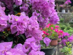 -深圳仙湖植物园