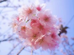 -王借岗森林公园