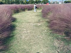-尚贤河湿地