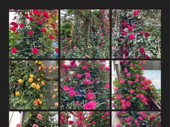 -金科花卉市场