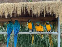 -西霞口神雕山野生动物世界
