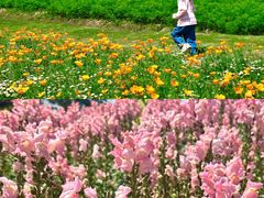 -径山花海