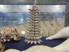 -上海海洋大学鱼文化博物馆(军工路校区)