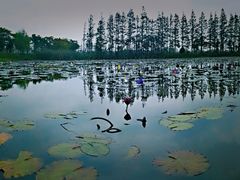 -上海长兴岛郊野公园