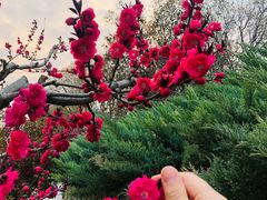 -海棠花溪(元大都城垣遗址公园)