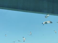 -海驴岛(荣成市)