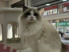 -青奢宠物·青奢猫舍