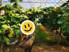 -马陆小张葡萄园农家乐