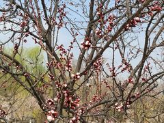-北京西山国家森林公园