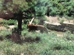 -大连森林动物园