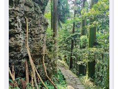 -天目山大树王景区