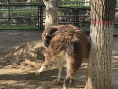 -青藏高原野生动物园