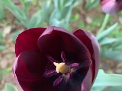 -洛阳郁金香牡丹园